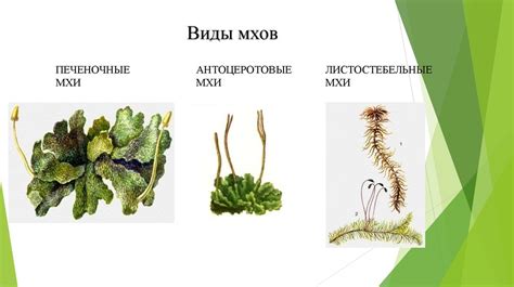 Характеристики гаметофита у мхов: разнообразие форм и функций