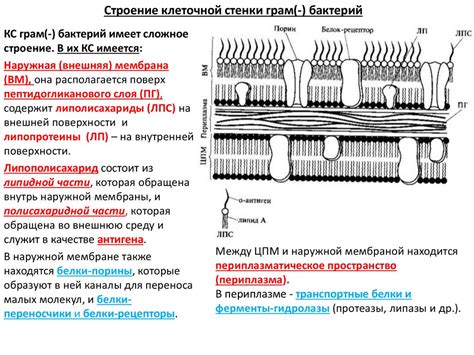 Хемицеллюлоза: обеспечение прочности и гибкости растительной клеточной стенки