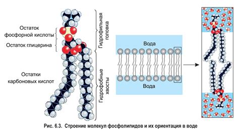 Химический состав и структура глиадина