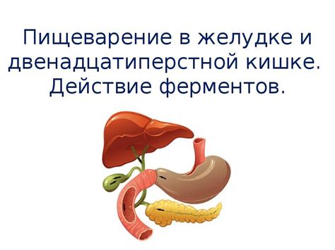 Химическое пищеварение: роль желудочного сока и ферментов в желудке и двенадцатиперстной кишке