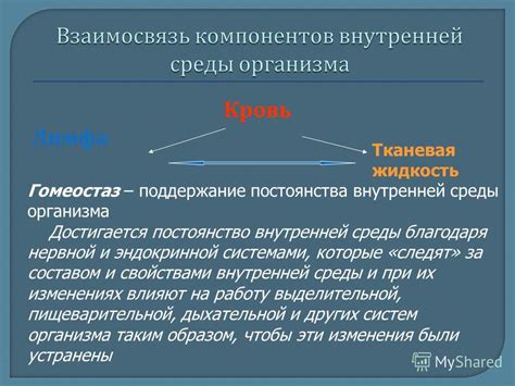 Хормоны и гомеостаз: поддержание баланса внутренней среды