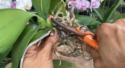 Часто задаваемые вопросы о восстановлении орхидеи без корней