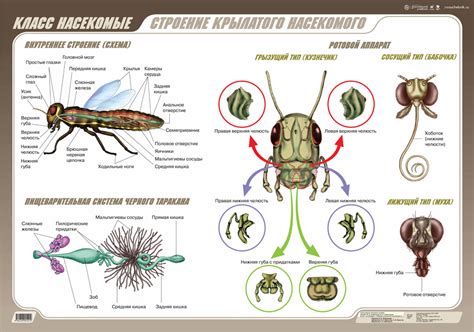 Часто задаваемые вопросы по установке крылатого насекомого