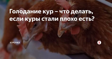 Что делать, если курочка клюет и кричит, но не приступает к высиживанию яиц?