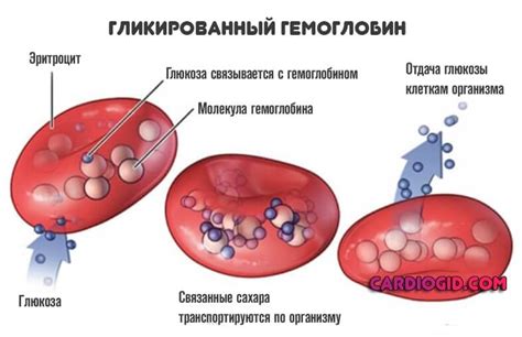 Что такое гликозилированный гемоглобин?