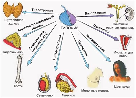 Что такое жиросжигающие гормоны и как они функционируют?