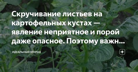 Что такое неприятное явление на растениях и от чего оно возникает