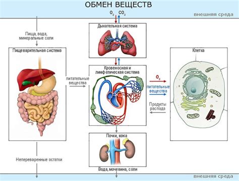 Что такое обмен веществ и почему это важно для организма