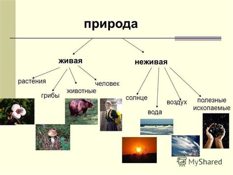 Что такое реактивность в живой природе и как она проявляется?