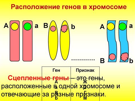 Шенген: значение генов в эпоху свободного перемещения