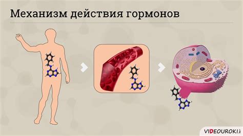 Эстрогеновый баланс и роль Рэа в организме