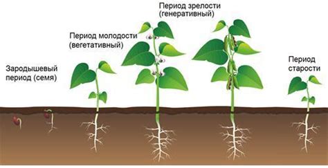 Этапы гибели уникального растения