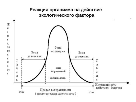 мг: интенсивность и период действия