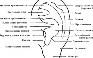  Важность точного измерения размера ушной раковины 