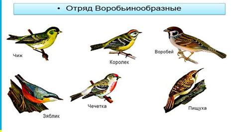  Внешность и поведение самцов и самок: аномалии и отличительные черты
