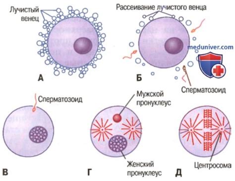  Возможные проблемы после созревания яйцеклетки и способы их решения 