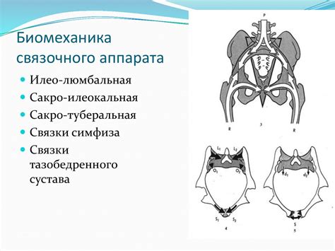  Врожденные отклонения и их связь с аномальной широтой тазового региона 