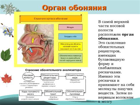  За что ответственны медицинские факторы, ведущие к утрате обоняния и вкуса?
