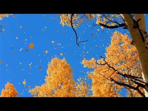  Звук осенних листьев: окрыляющая мелодия природной реверсии 