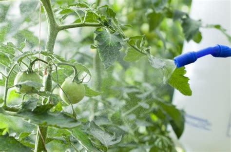 Интегрированный подход: эффективная защита помидоров от фитофторы 
