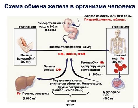  Как эволюционирует показатель дихромим свернутого Оксида серы в организме женщины с увеличением возраста? 