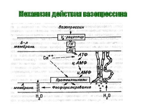  Механизм действия солевого обложения: основные принципы и эффективность 