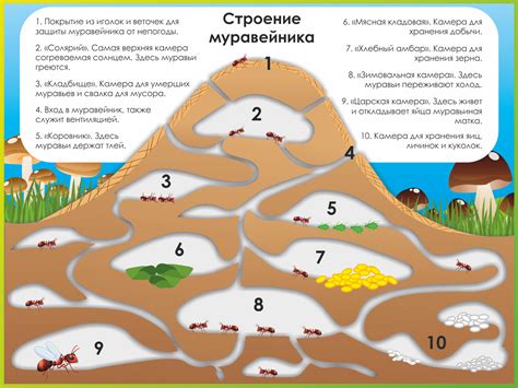  Основа муравейника – ключевой элемент для создания макета