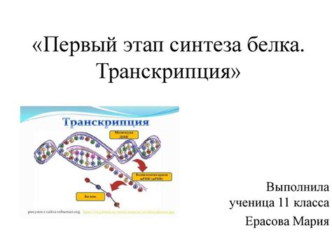  Первый этап синтеза белков: транскрипция вирусной РНК 