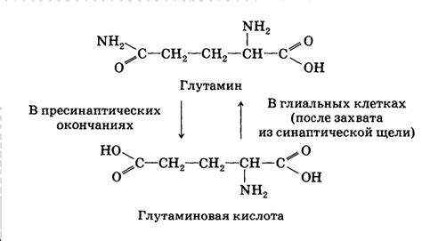  Полезные свойства глутаминовой кислоты для детского организма 