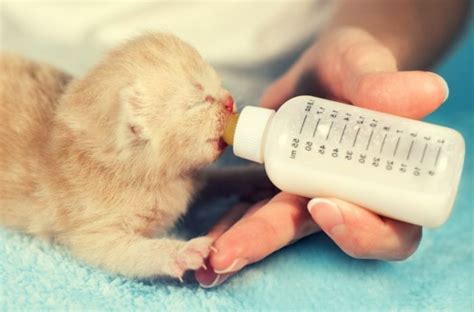  Правила кормления и режим питания сфинксовых котят в период 6 месяцев 