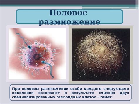  Роль гамет в размножении 