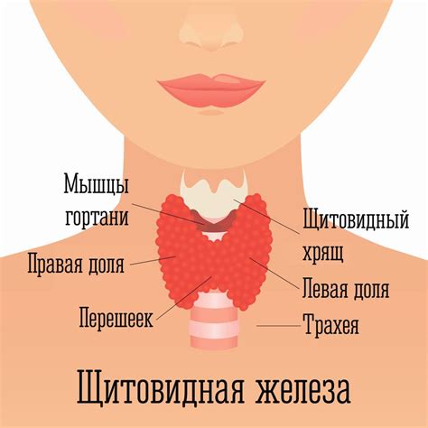  Что такое проблемы с щитовидной железой и как они возникают?